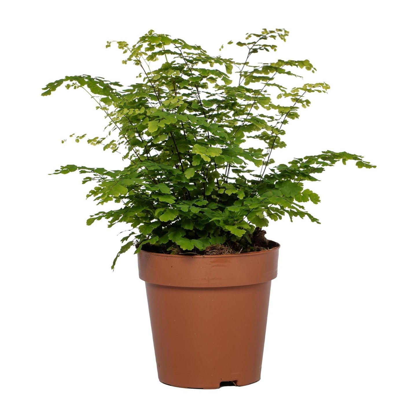 Adiantum Fritz Luthi – Frauenhaarfarn Ø12cm, 35cm hoch