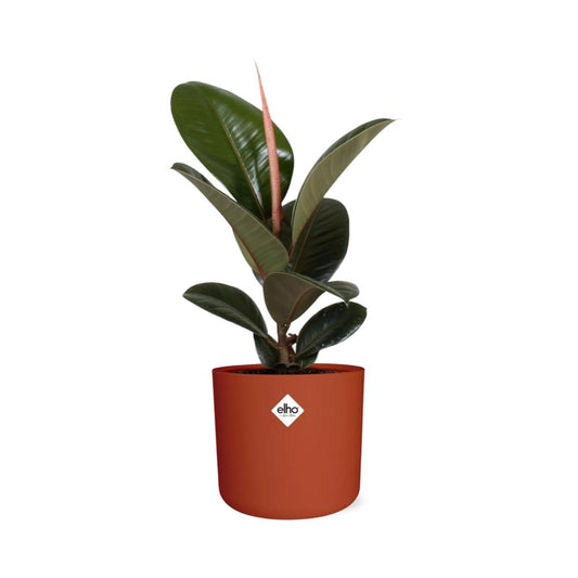 Ficus Elastica ‘Robusta’ – pflegeleichte Zimmerpflanze im ELHO Topf