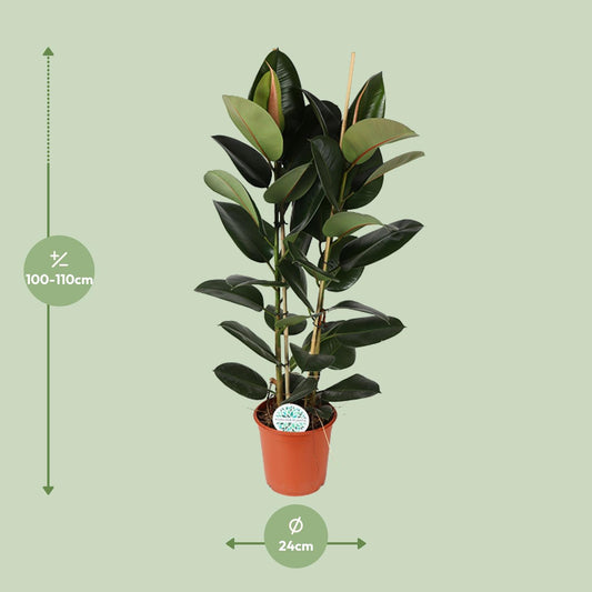 Ficus Elastica Robusta – Pflegeleichte Zimmerpflanze Ø24cm