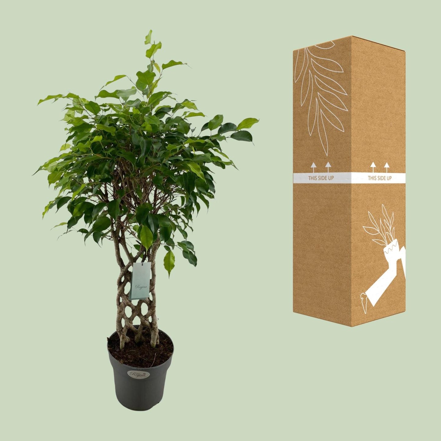 Birkenfeige 'Exotica' – Tropische Zimmerpflanze Ø24cm, 100cm hoch