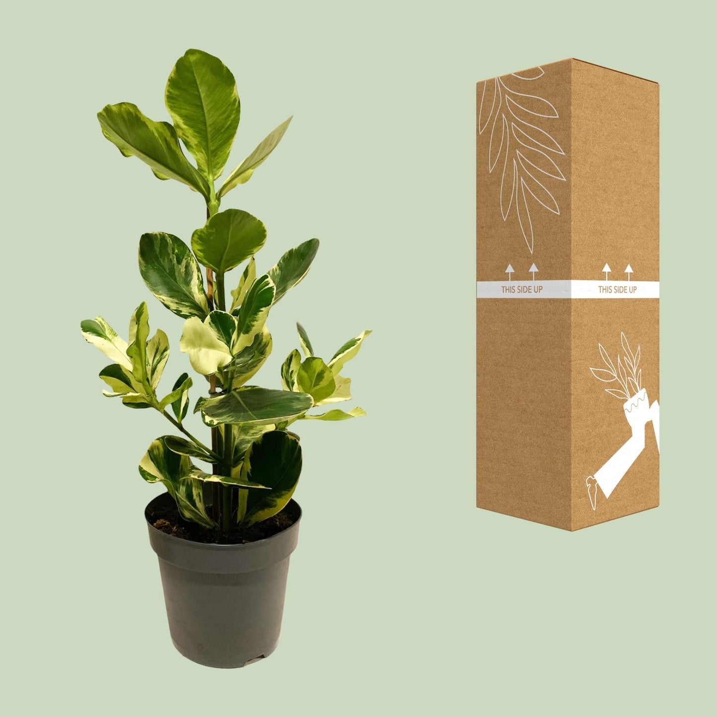 Clusia Rosea White Star – Pflegeleichte Zimmerpflanze Ø17cm