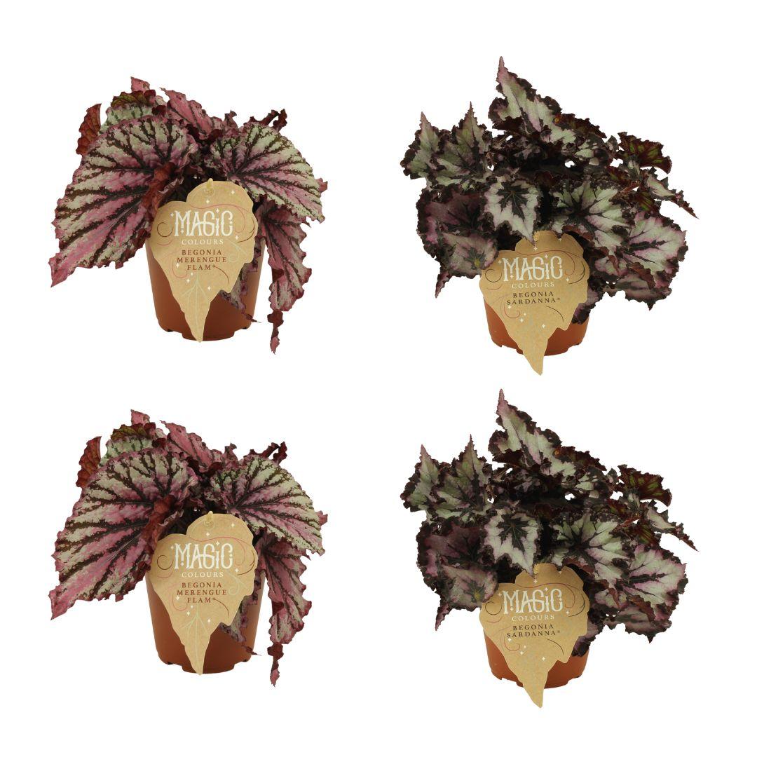 4er-Set Begonia Rex – Bunte Blattpracht Ø12cm