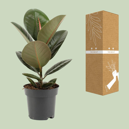 Ficus Elastica Robusta – Pflegeleichte Zimmerpflanze Ø14cm