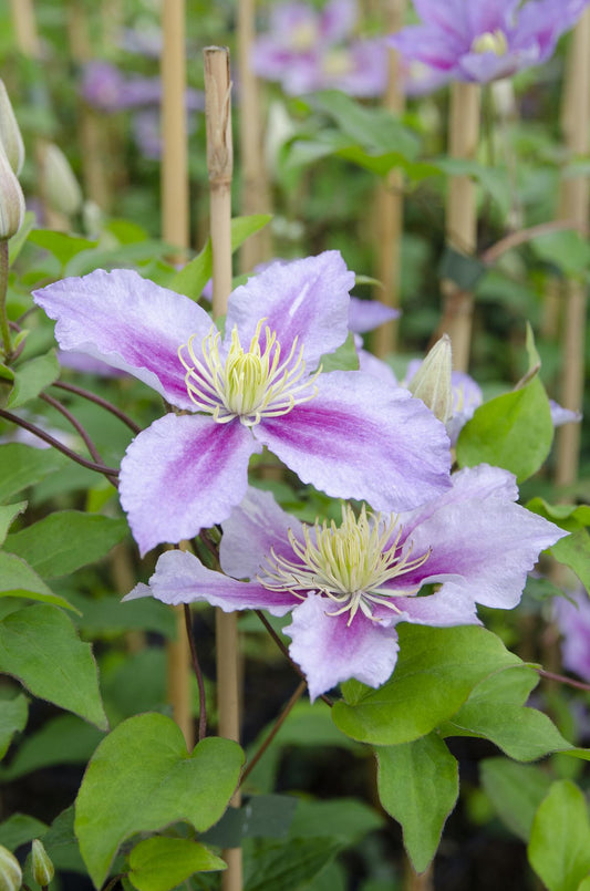 3x Clematis Piilu – Pflegeleichte blühende Kletterpflanze Ø15cm