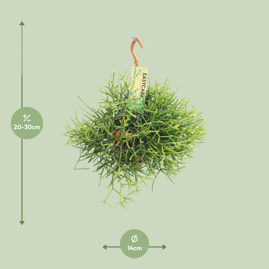 Rhipsalis Heteroclada – pflegeleichte Hängepflanze Ø14 cm