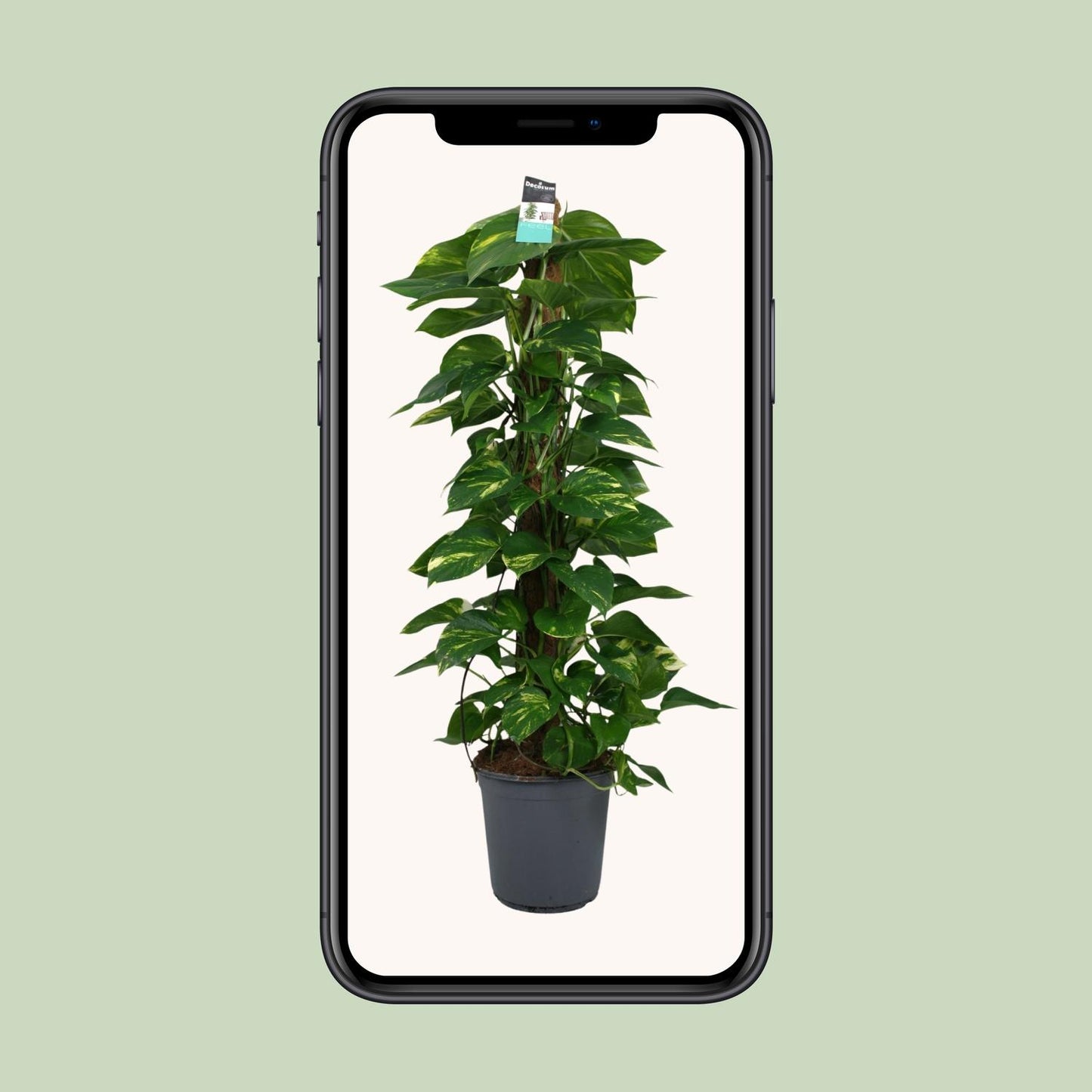 Scindapsus (Epipremnum) – Pflegeleichte Zimmerpflanze Ø24cm