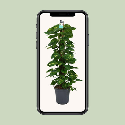 Scindapsus (Epipremnum) – Pflegeleichte Zimmerpflanze Ø24cm