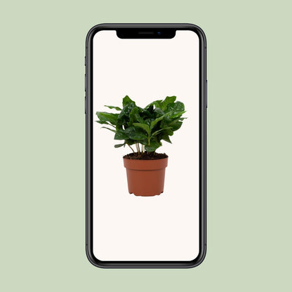 Coffea Arabica – Pflegeleichte Kaffeepflanze im 12 cm Topf