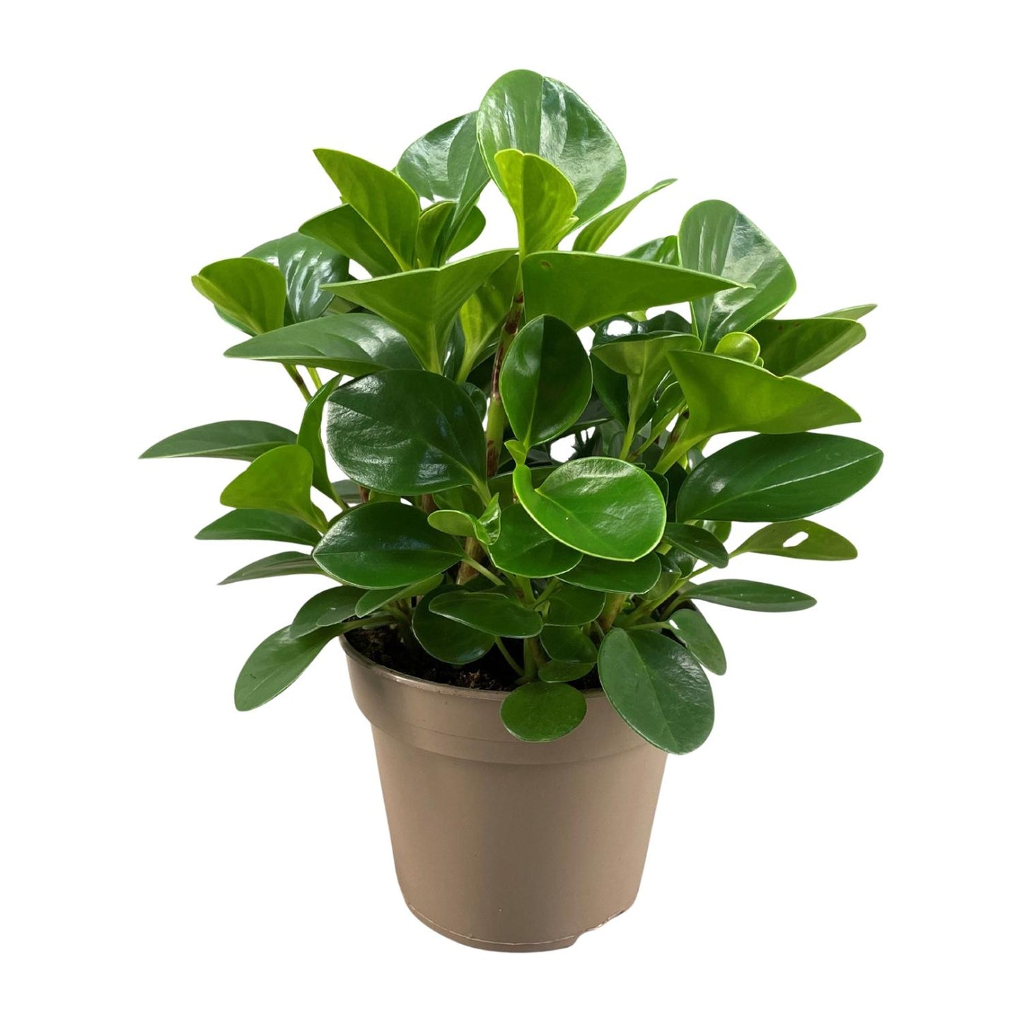 Peperomia Obtusifolia Green Gold - Ø15cm - ↕30cm