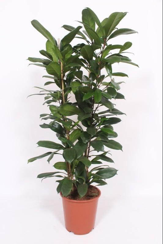 Ficus Cyathistipula – Exotische, pflegeleichte Zimmerpflanze Ø27cm