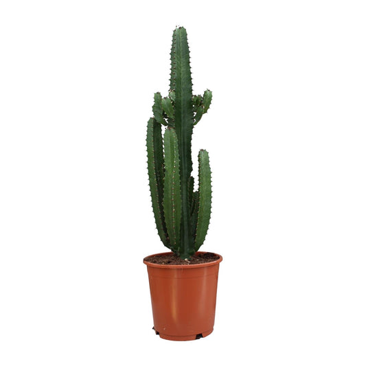 Euphorbia Trigona Rubra – Pflegeleichte Sukkulente Ø24cm