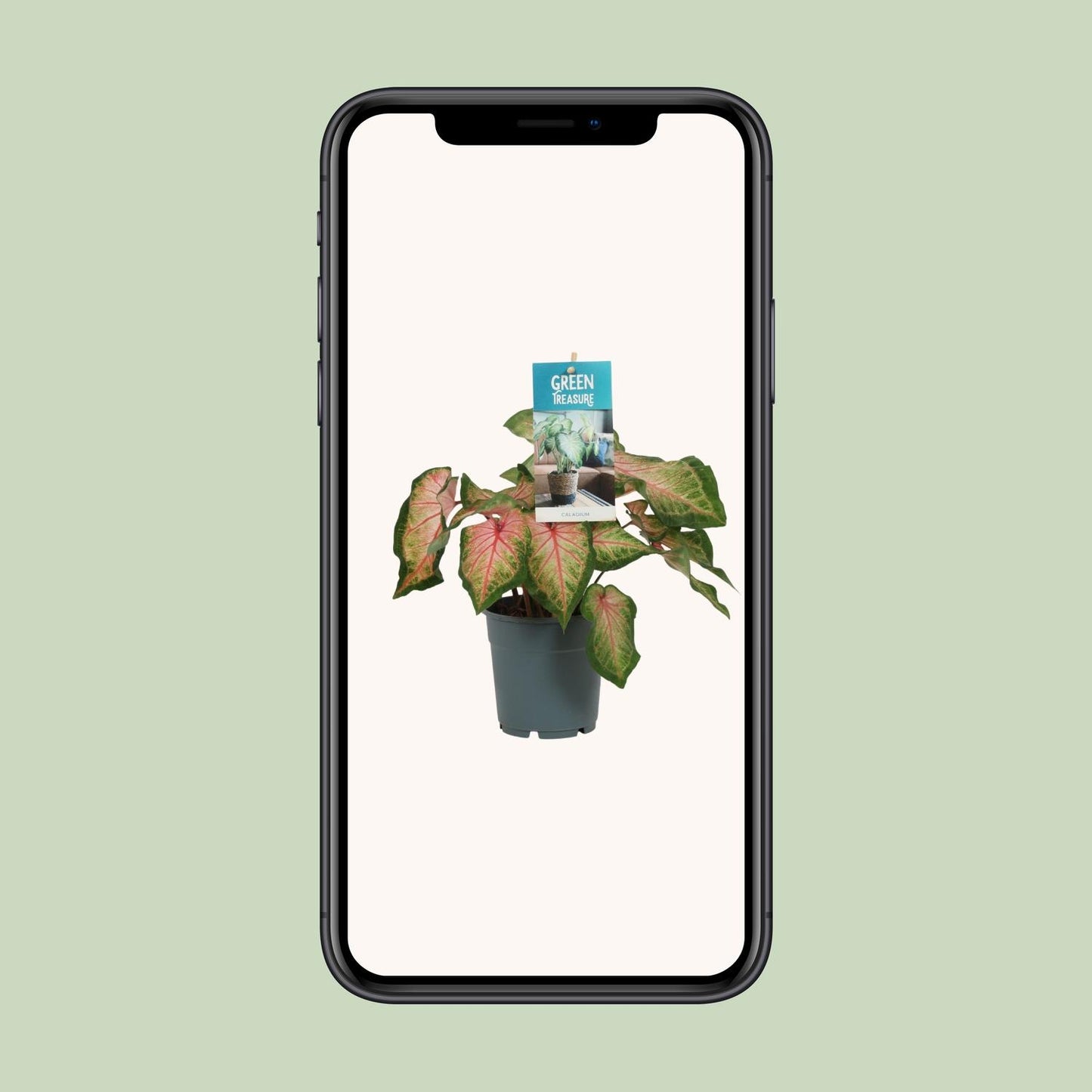 Caladium Roze – Pflegeleichte Engelstrompete Ø12cm, 35cm hoch