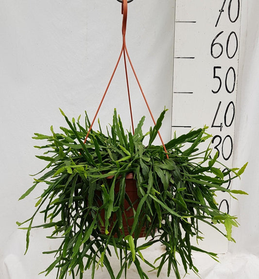 Rhipsalis Micrantha – Pflegeleichte Trendpflanze Ø25cm