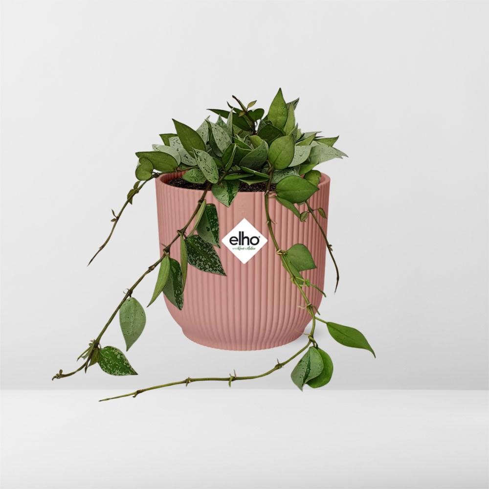 Hoya Krohniana Eskimo – Pflegeleichte Wachsblume in Rosé 14cm