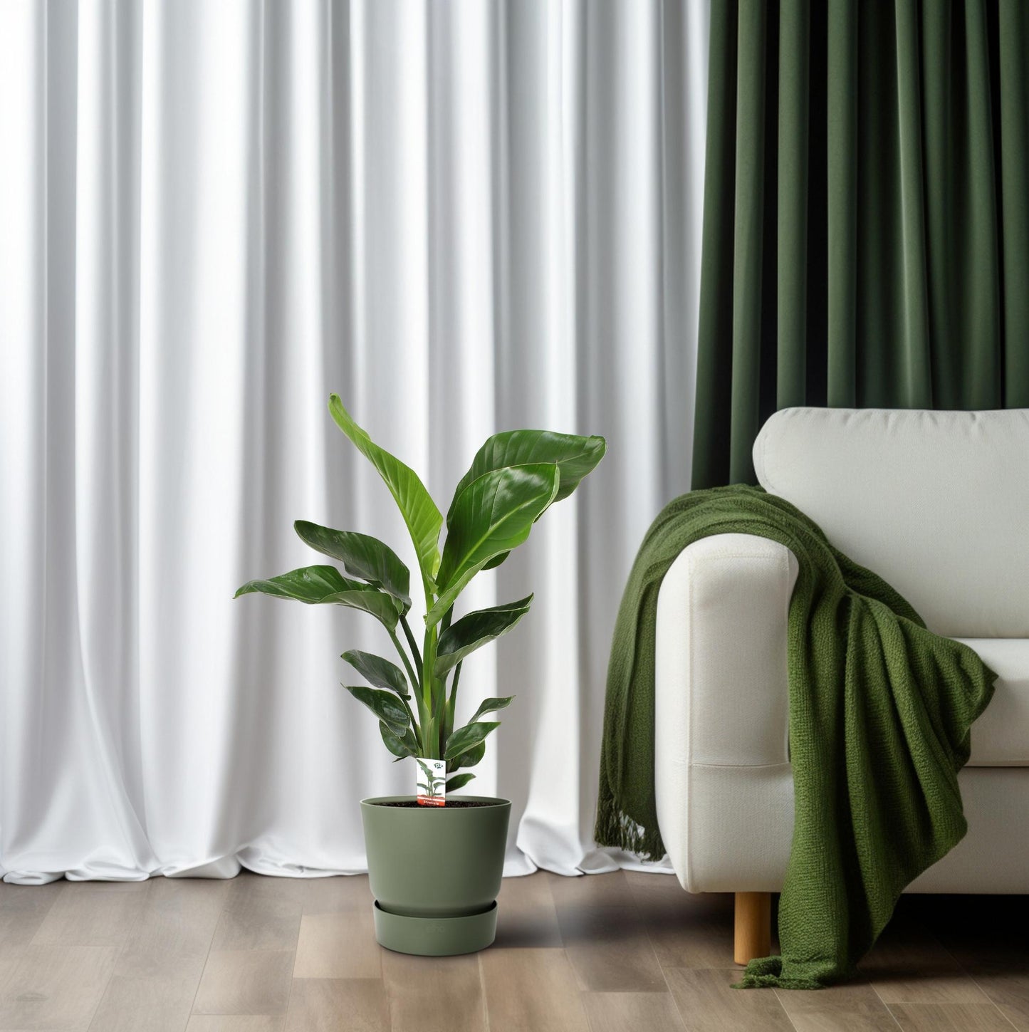 Strelitzia Nicolai – Paradiesvogelblume Ø17 cm, 70 cm hoch