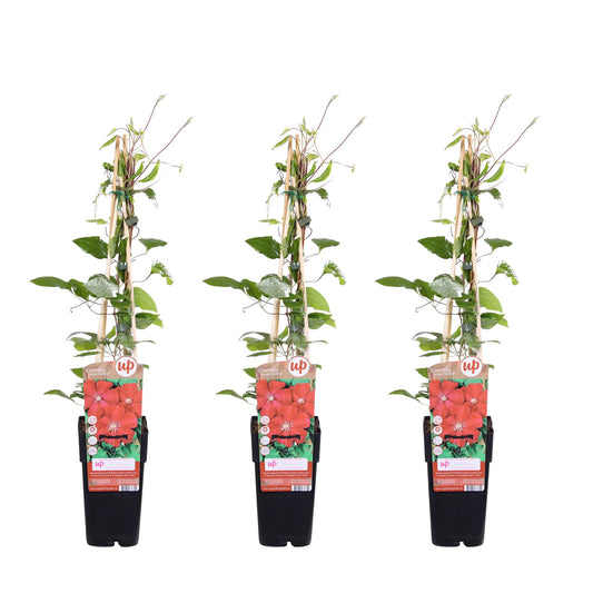 Clematis Rouge Cardinal – Dunkelrote Waldrebe Ø15cm