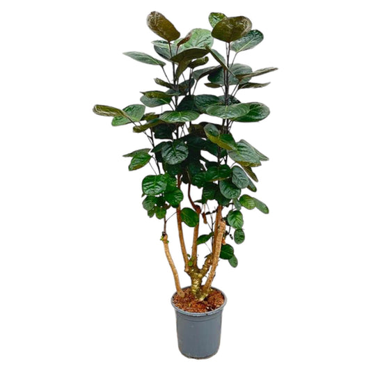 Polyscias Fabian – 130 cm – Pflegeleichte Zimmerpflanze
