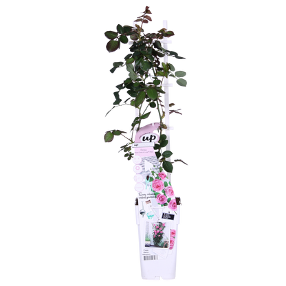 3x Kletterrose Rosa Crazy in Love 'Pink' – 65 cm, Ø15 cm