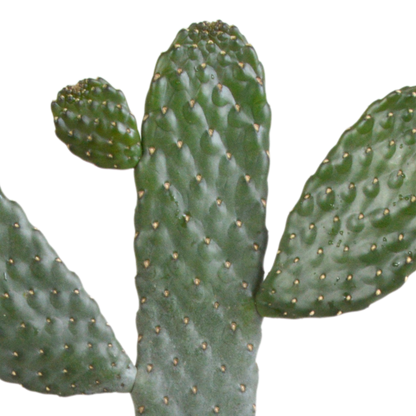 Opuntia consuela – Pflegeleichter Micky Mouse Kaktus 17 cm