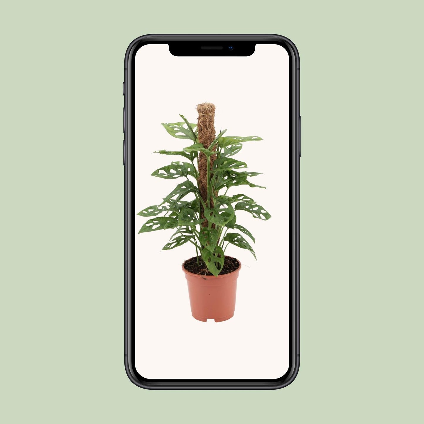 Monstera Monkey – Pflegeleichte Zimmerpflanze Ø17cm