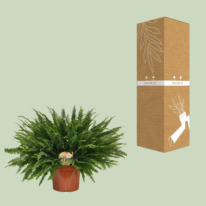 Bostonfarn Green Lady – Pflegeleichte Zimmerpflanze Ø26cm