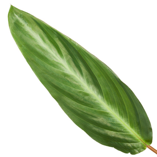 Calathea Stripestar – Pflegeleichte Zimmerpflanze 40 cm