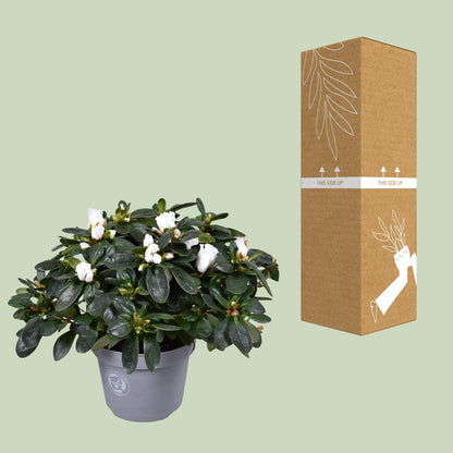 Azalee Witte Vogel – Pflegeleichte Blühpflanze Ø13cm, 27cm hoch
