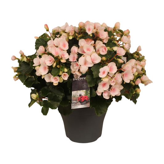 Begonie 'Betulia Light' – Pflegeleichte Outdoor-Begonie 35 cm
