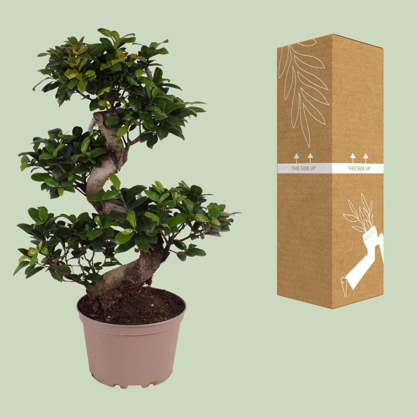 Ficus M. Ginseng – Pflegeleichter Zimmerbaum Ø22cm, 70cm hoch