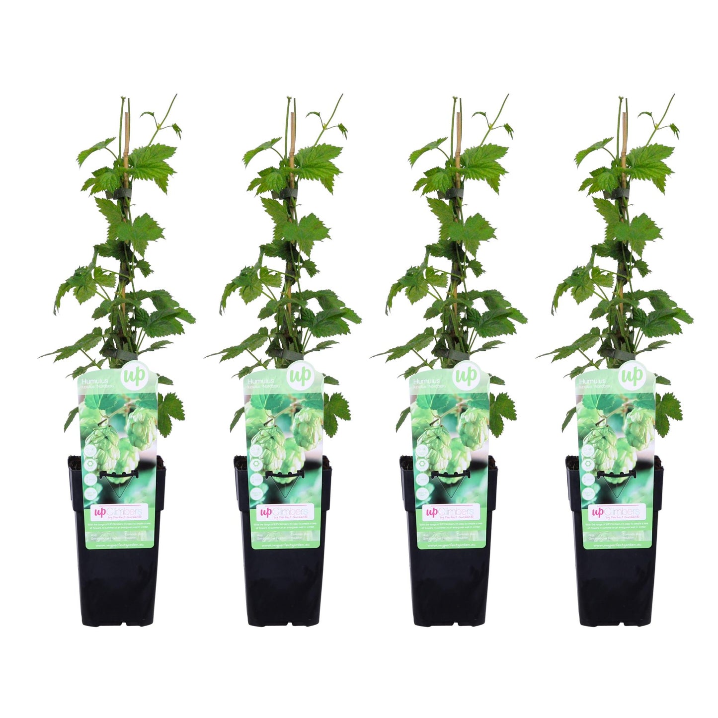 4x Hopfen Humulus lupulus 'Nordbrau' – pflegeleichte Kletterpflanze