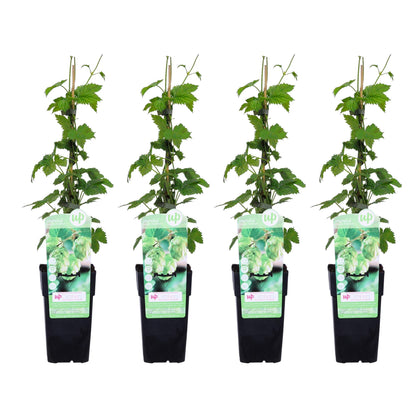 4x Hopfen Humulus lupulus 'Nordbrau' – pflegeleichte Kletterpflanze