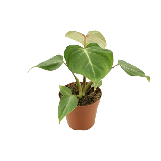 Philodendron Gloriosum – pflegeleichte Zimmerpflanze Ø12cm