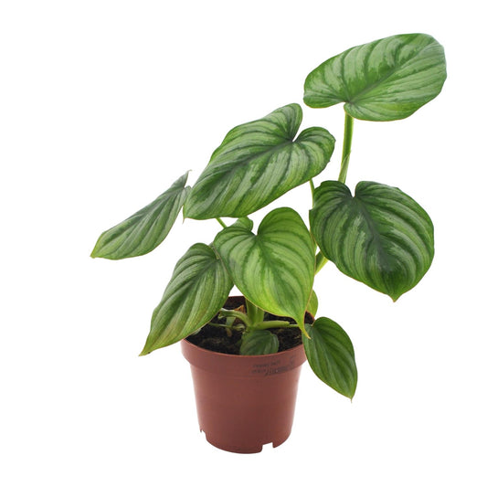Philodendron Mamei - Seltene, pflegeleichte Zimmerpflanze Ø12cm