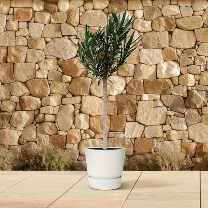 Nerium Oleander Stamm mit weißen Blüten – 170 cm