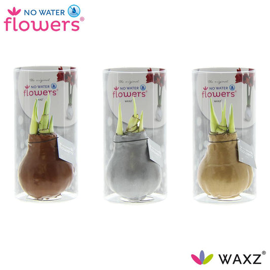No Water Flowers Waxz – 3er Set in Gold, Silber & Kupfer