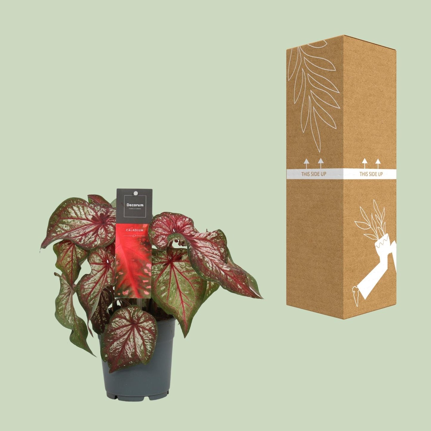 Caladium Bicolor – Engel Wings Zimmerpflanze Ø12cm