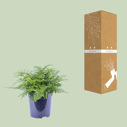 Asplenium Parvati – Eleganter Zimmerfarn Ø21cm