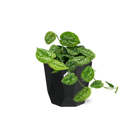 Scindapsus Pictus ‘Argyraeus’ – pflegeleichte Luftreiniger-Pflanze 14cm