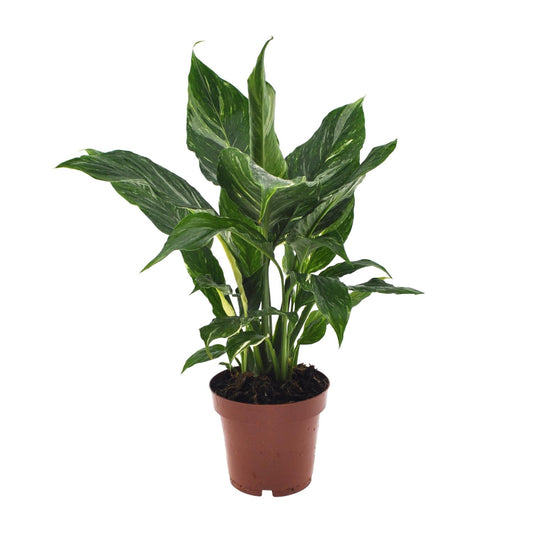 Friedenslilie Spathiphyllum Ø12cm, 40cm hoch – pflegeleicht & luftreinigend