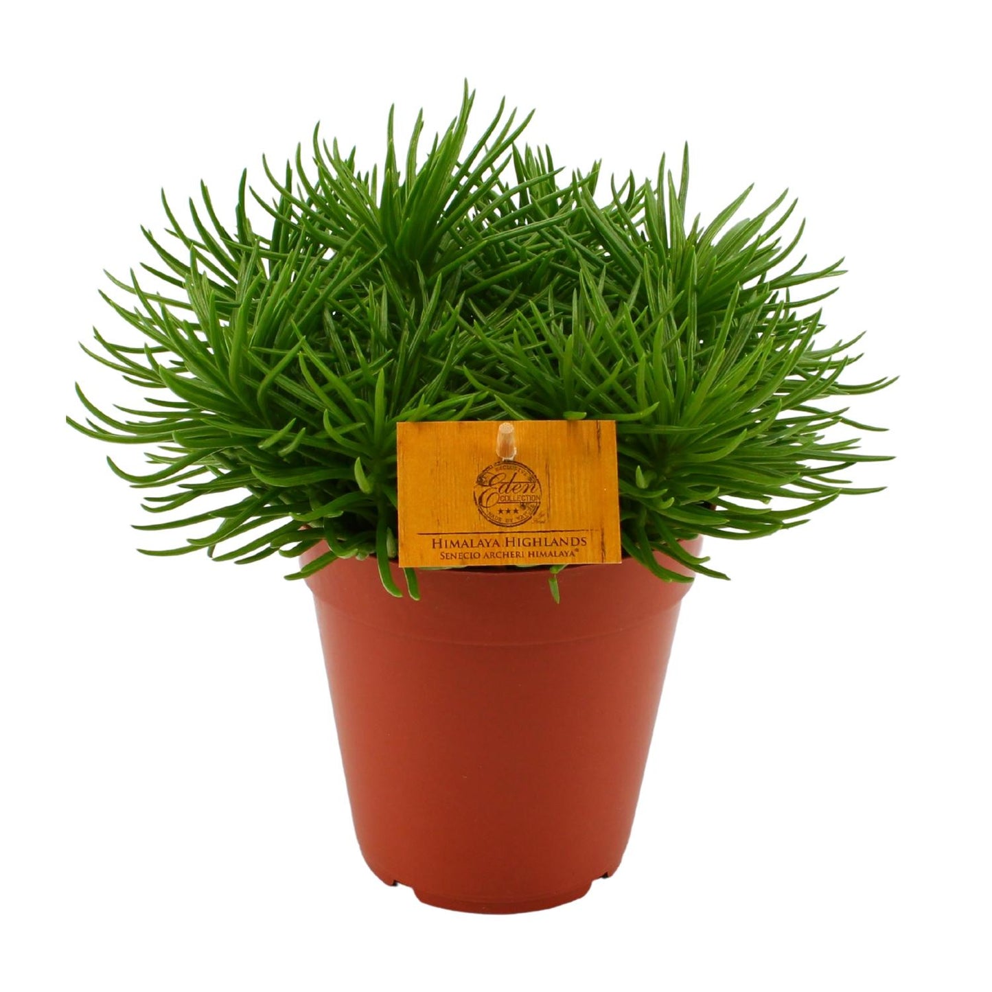 Senecio Himalaya – Pflegeleichte Zimmerpflanze Ø15cm