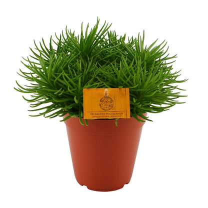 Senecio Himalaya – Pflegeleichte Zimmerpflanze Ø15cm
