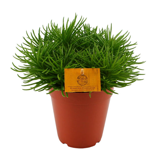 Senecio Himalaya – Pflegeleichte Zimmerpflanze Ø15cm