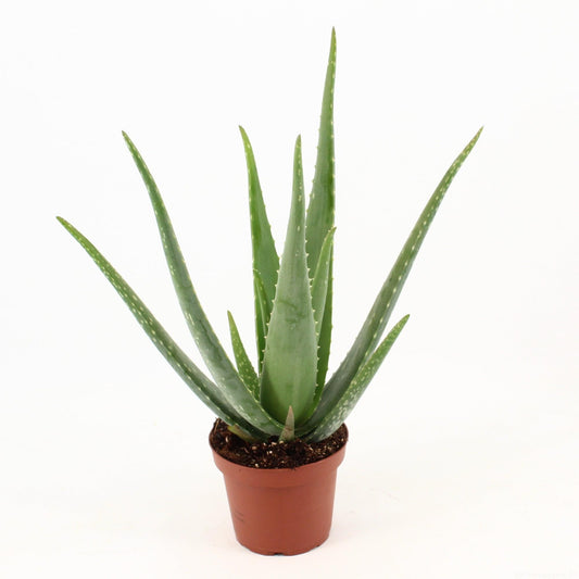 Aloe Vera – Pflegeleichte & luftreinigende Zimmerpflanze Ø14cm
