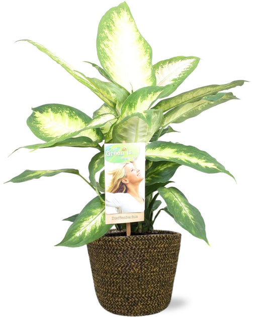 Dieffenbachia Camilla mit Selin Pot – Ø17cm, 45cm Höhe