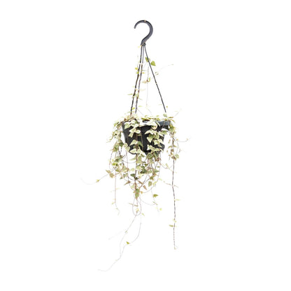 Ceropegia Woodii – Pflegeleichte Herzchenpflanze Ø14cm