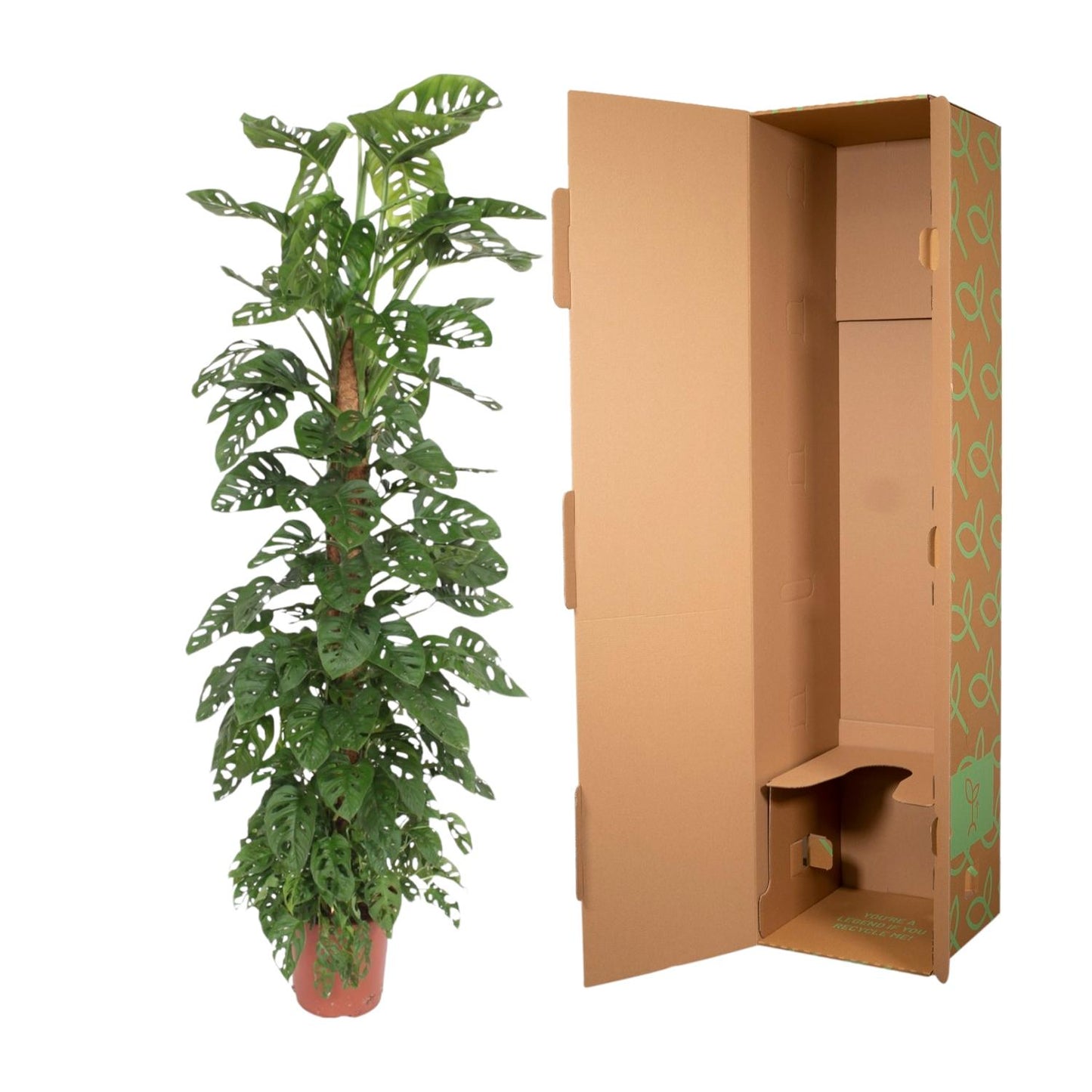 Monstera Monkey Leaf mosstok – XXL Zimmerpflanze 170 cm
