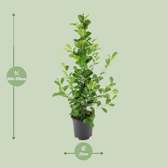 Ficus microcarpa Moclame – Pflegeleichte Zimmerpflanze Ø21cm