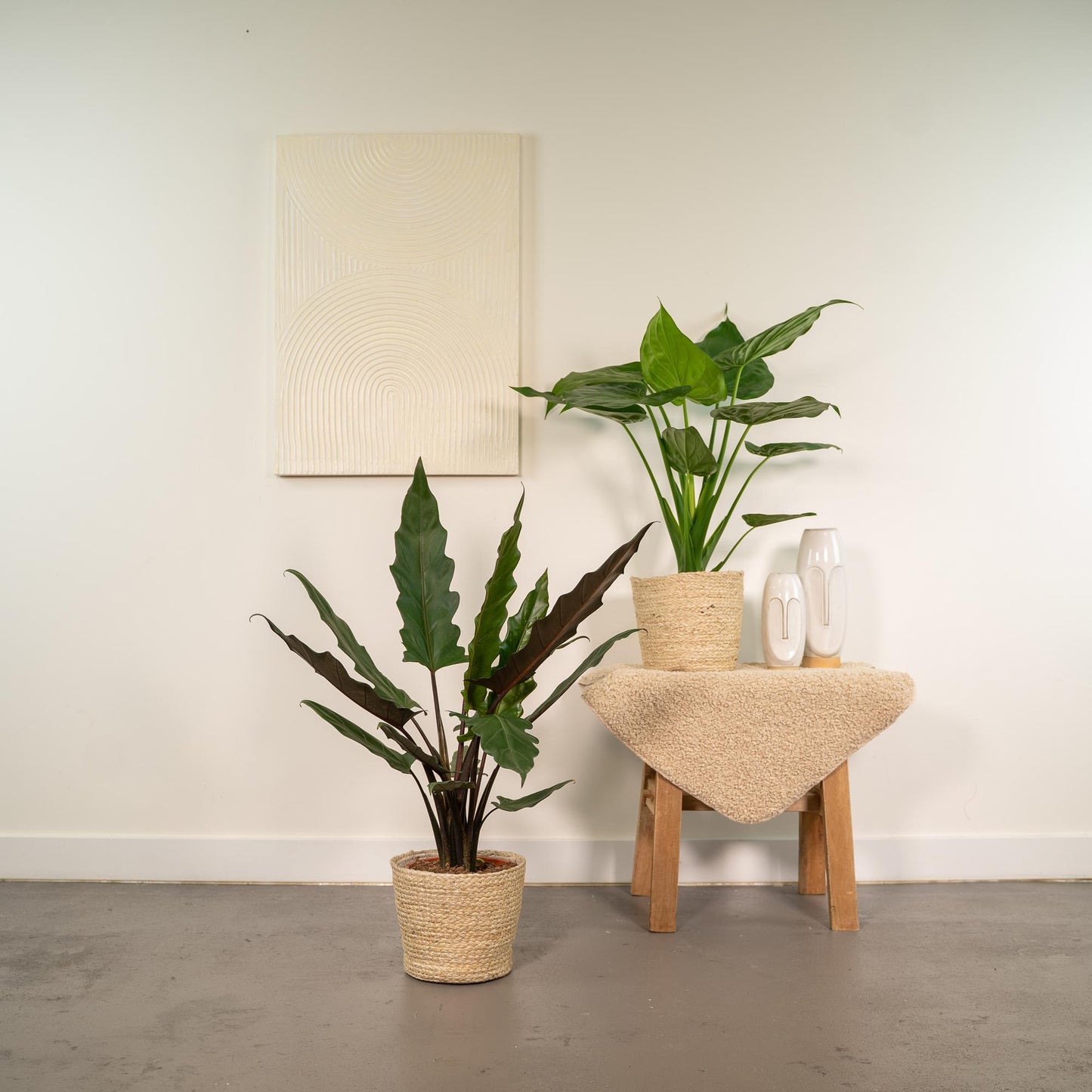 Alocasia Cucullata & Lauterbachiana im Selin Korb Ø19cm