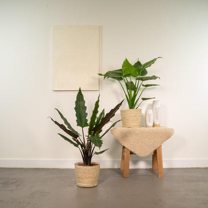 Alocasia Cucullata & Lauterbachiana im Selin Korb Ø19cm