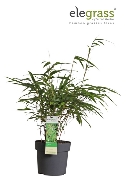 Fargesia Rufa – Pflegeleichter Gartenbambus 80 cm